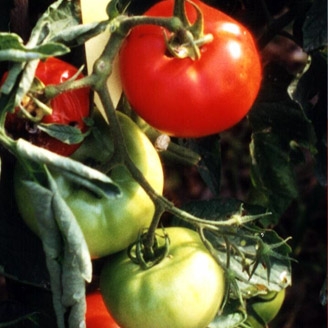 Tomate El Cid F1, 1000 semillas