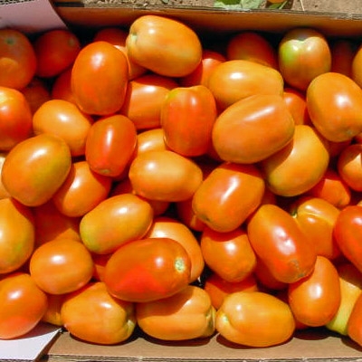 Tomate Diezmil 97 F1, 1000 semillas