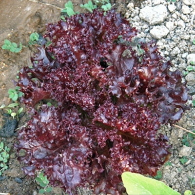 Lechuga Lollo rojo, 500g
