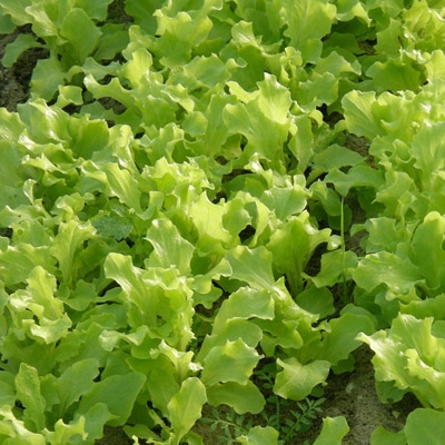Lechuga Lollo verde, 500g