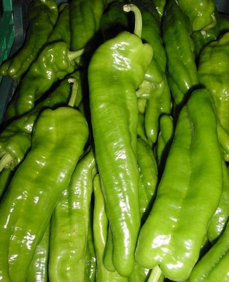 Pimiento Olaya F1, 1000 semillas