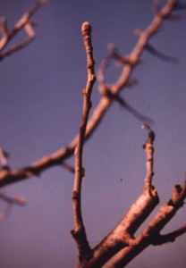 Brindilla coronada manzano 208x300 1