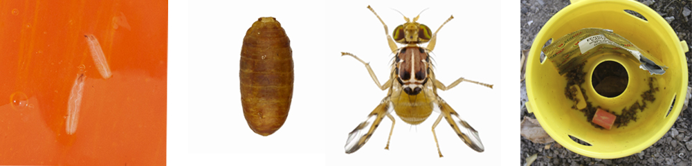 Mosca de la fruta ceratitis capitata 1
