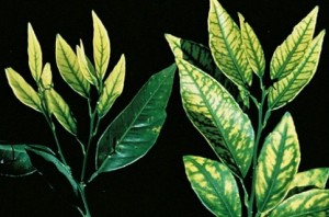 carencia deficiencia zinc citricos 300x198 1