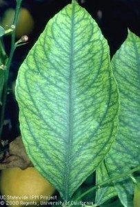 carencia hierro citricos 203x300 1