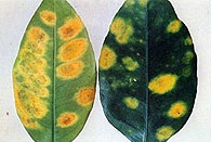 carencia molibdeno citricos2