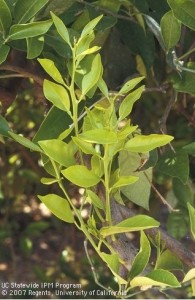 carencia nitrogeno 2 citricos 195x300 1