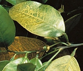 carencia nitrogeno citricos2