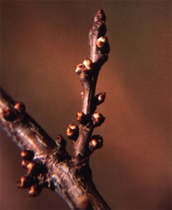 chifona ciruelo poda 246x300 1
