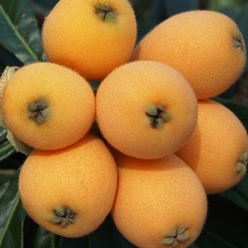 Níspero variedad Tanaka