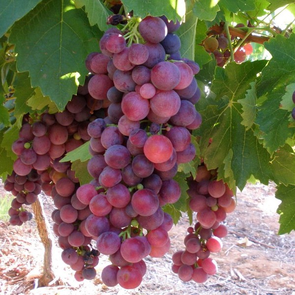 Parra variedad Cardinal