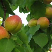 Albaricoquero variedad Pepito