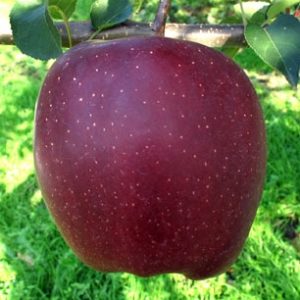 Manzano variedad Starking