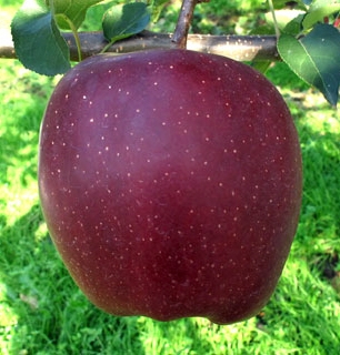 Manzano variedad Starking