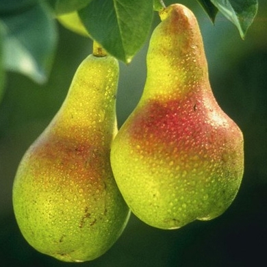 Peral variedad Limonera