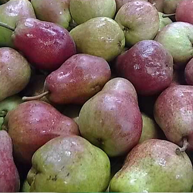 Peral variedad Bartlett