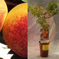 Nectarino enano en maceta