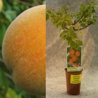 Melocotonero enano en maceta