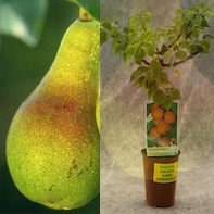 Peral Amarillo enano en maceta