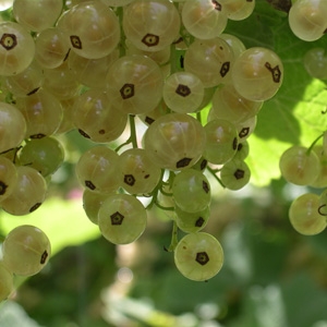 Grosellero blanco