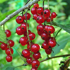 Grosellero rojo