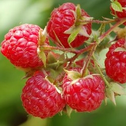 Frambueso rojo