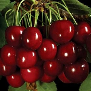 Cerezo variedad Sweetheart