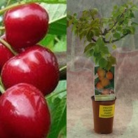 Cerezo enano en maceta