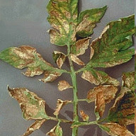 Carencia deficiencia nutricional tomate zinc