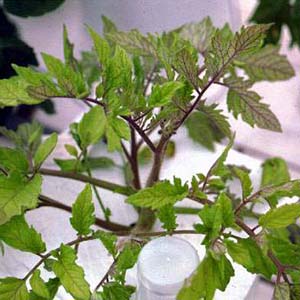 Carencia nutricional tomate azufre