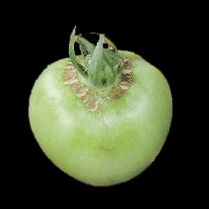 Carencia nutricional tomate boro2