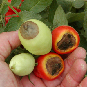Carencia nutricional tomate calcio blosom end rot BER