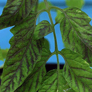 Carencia nutricional tomate fosforo