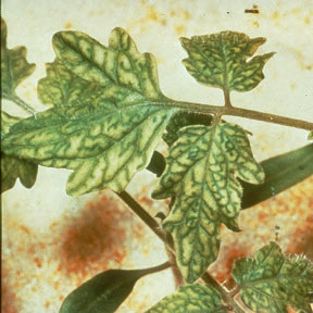 Carencia nutricional tomate hierro2