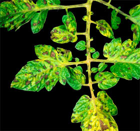 Carencia nutricional tomate manganeso2