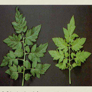 Carencia nutricional tomate nitrogeno