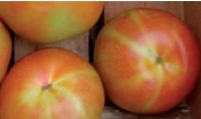 Carencia nutricional tomate potasio Tomato irregular ripening TIR