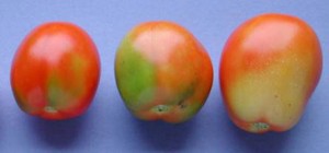 Carencia nutricional tomate potasio blotchy ripening 300x140 1
