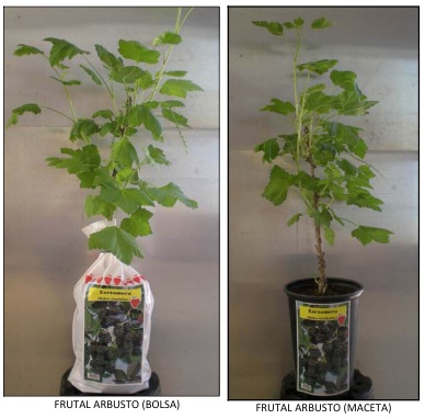 Planta arbusto frutal-zarzamora-grosellero-frambueso de vivero