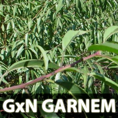 Patrón híbrido Garnem GxN