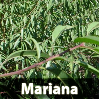 Patrón ciruelo Mariana