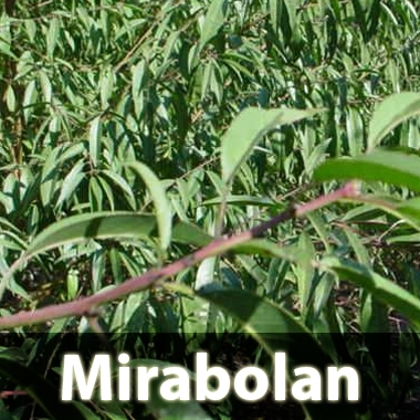 Patrón ciruelo Mirabolan