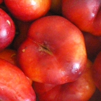 Platerina