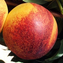 Nectarina variedad Big top