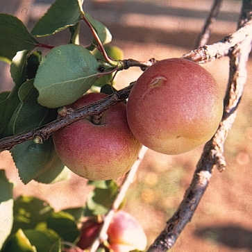 Albaricoquero variedad Rojo de Carlet