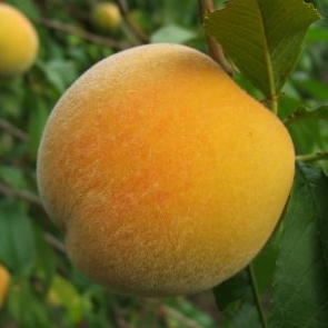 Melocotonero variedad Calanda