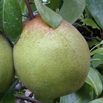 Peral variedad Passa Crassana