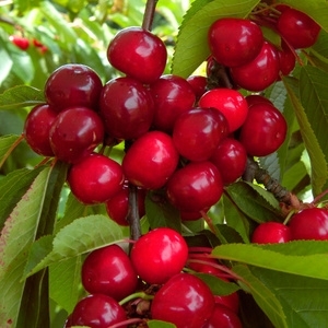 Plantones de cerezo para agricultor