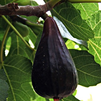Higuera negra Breva