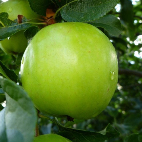 Manzano variedad Granny Smith